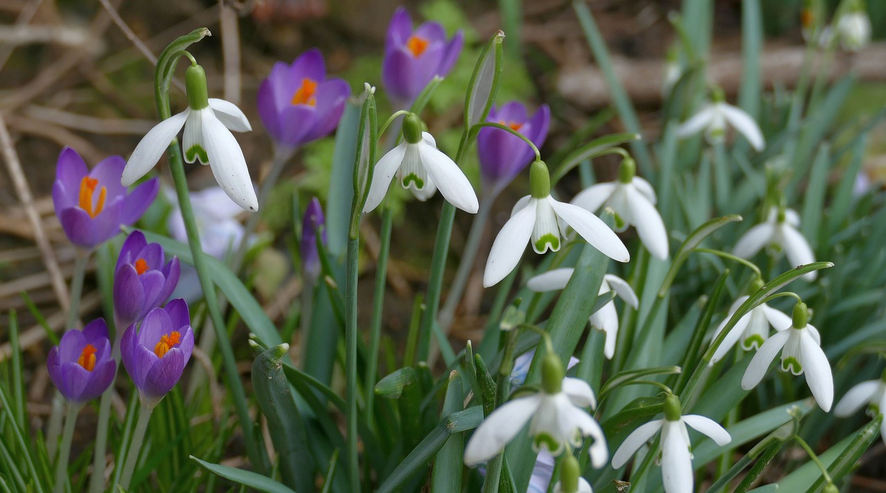 Easy Tips for Creating a Raised Bed Garden